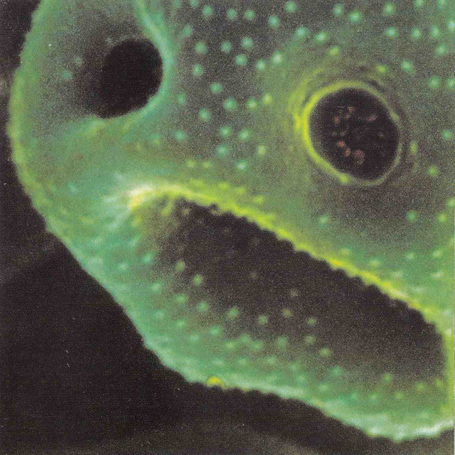 The Creeping Unknown album cover