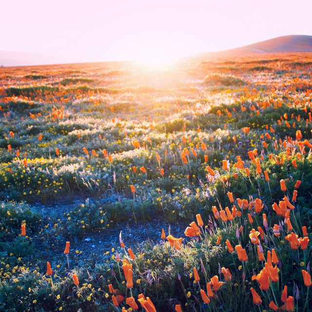 There's a Field album cover