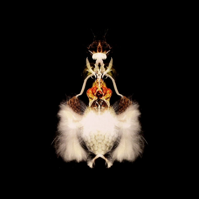 Fyuti album cover