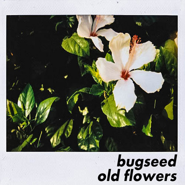 Old Flowers album cover