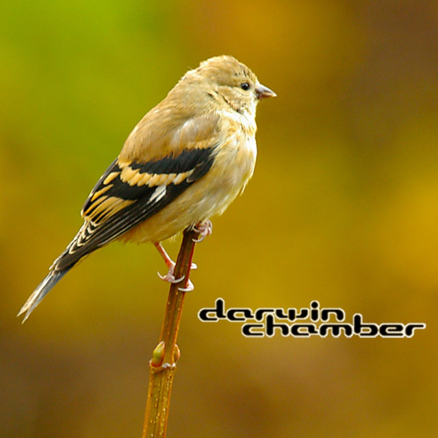 3-D Songbirds album cover