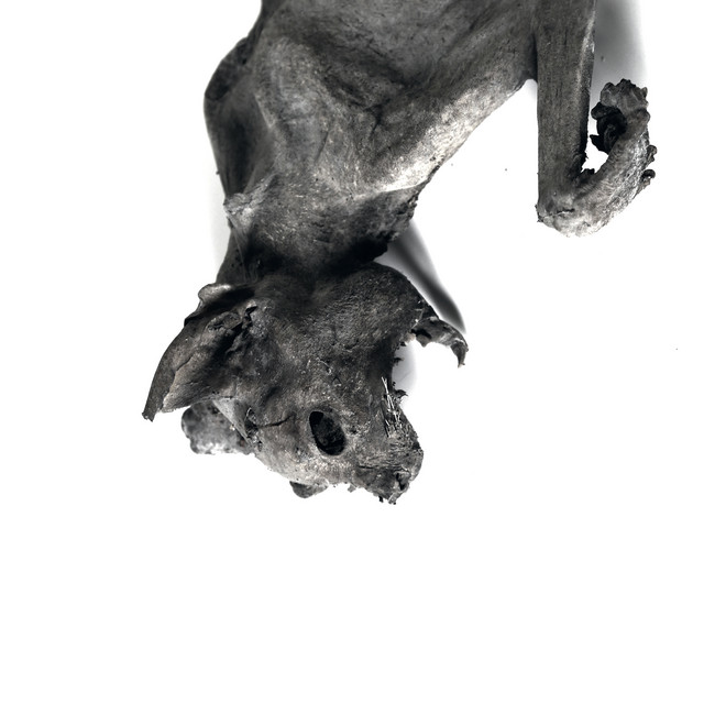 Metempsychosis album cover
