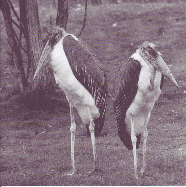 Rakkaus album cover