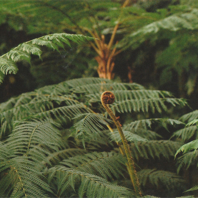 Insular Monographs album cover
