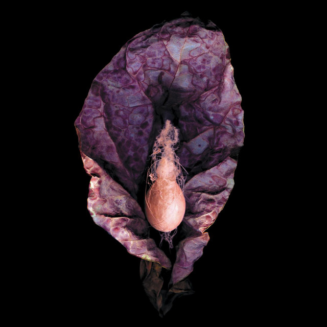 Ecdysis album cover