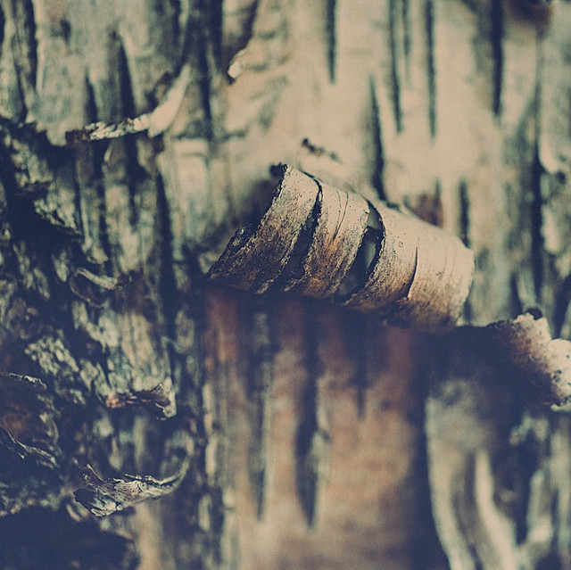 Fields album cover