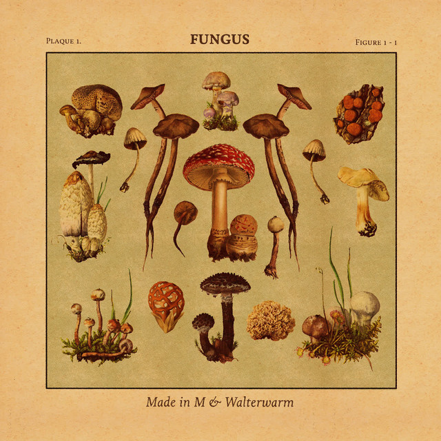Fungus album cover