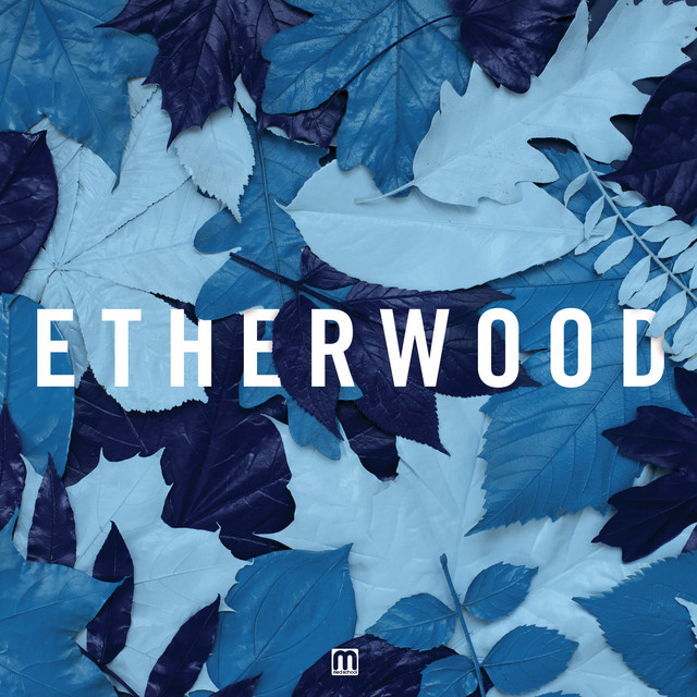 Blue Leaves album cover