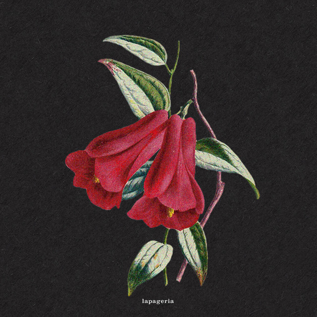 Boy Pablo – Flowers album cover