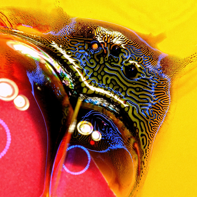 Dolphin album cover