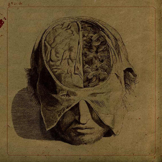 Insects album cover