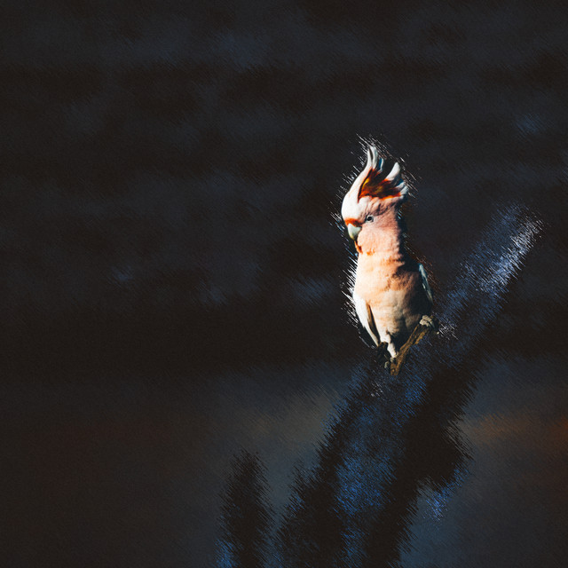 Dawn Chorus album cover