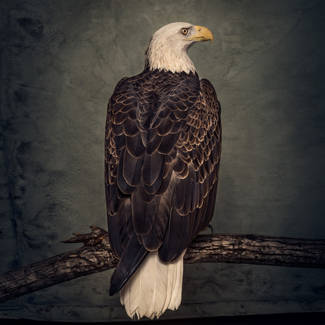Book of Bad Decisions album cover