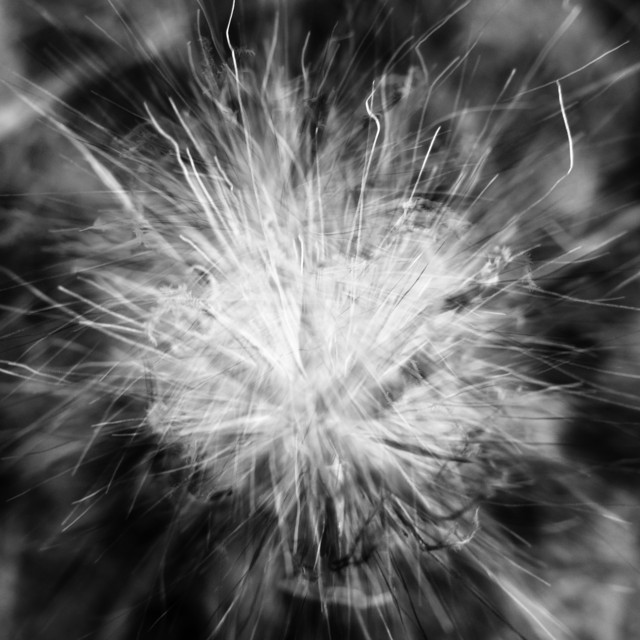 Scattered Remains album cover
