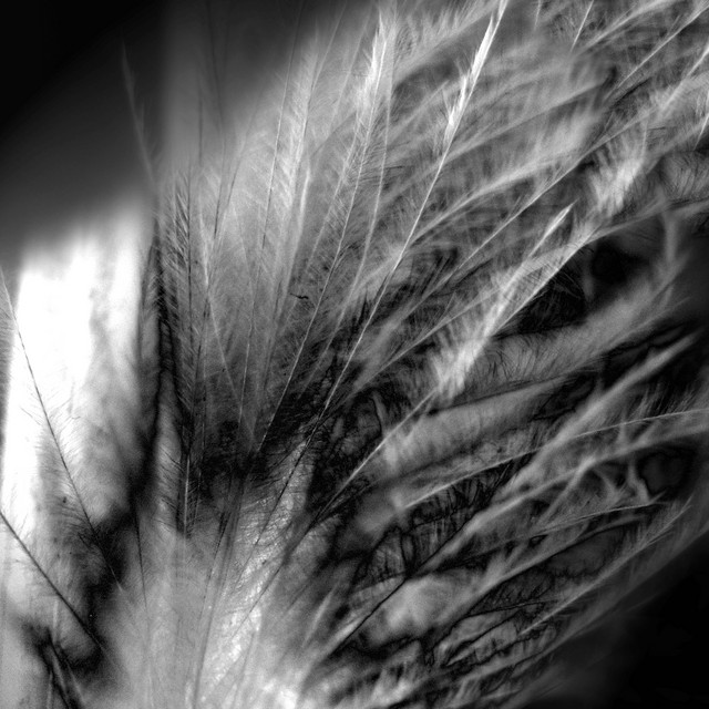 Screaming Caress album cover