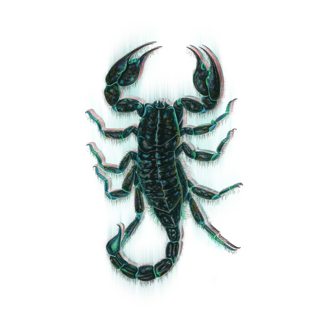 Spinifer album cover