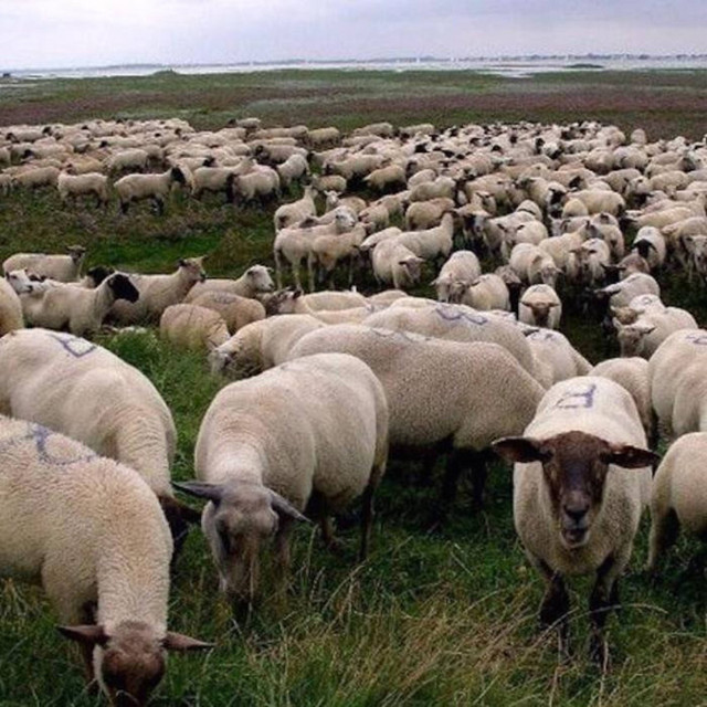 Grey Sheep album cover
