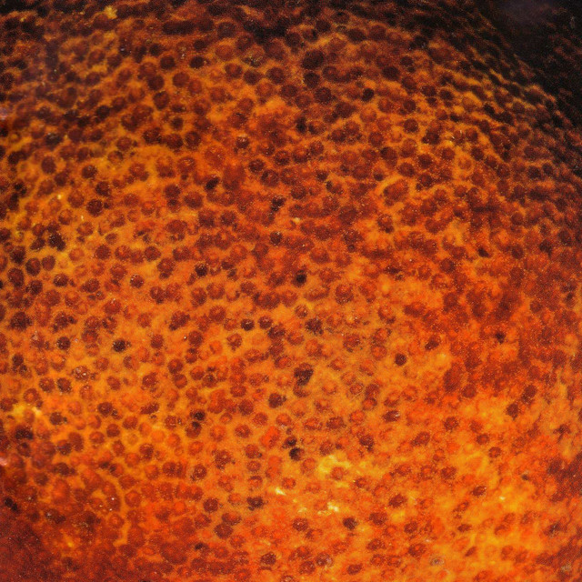 The Coctails album cover