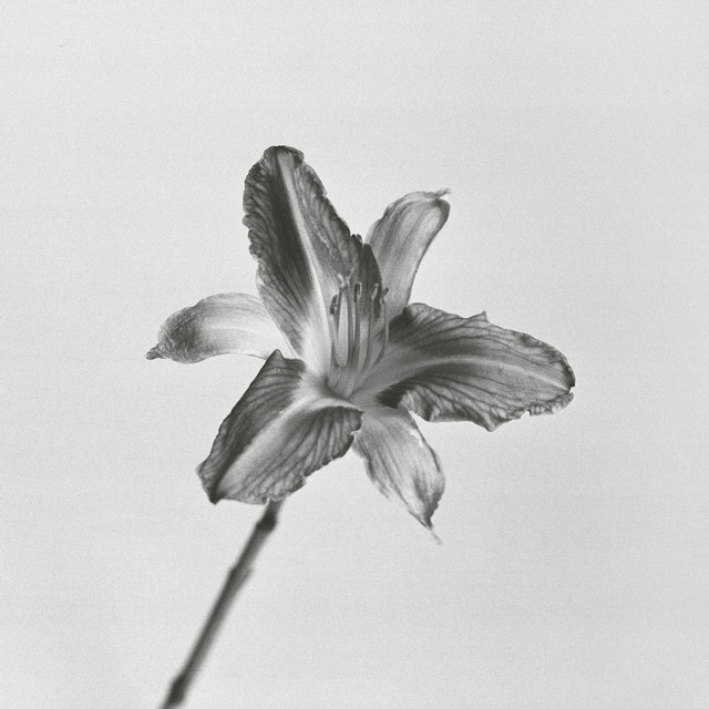 Body of Light album cover