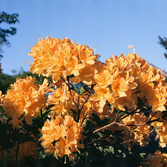 Bloom album cover