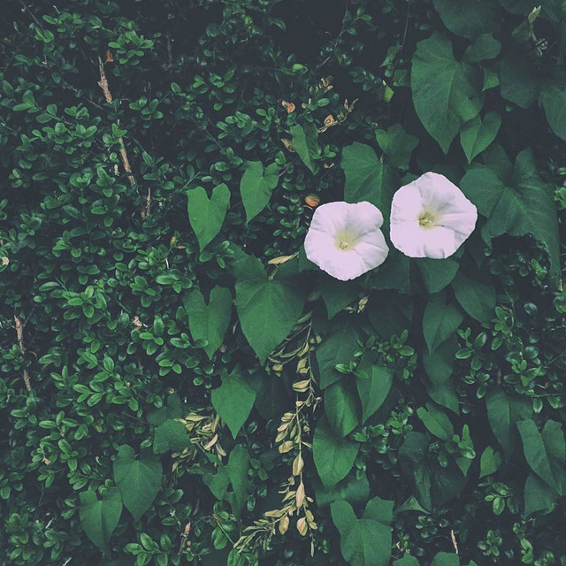 Summertime and the Livings Easier. album cover