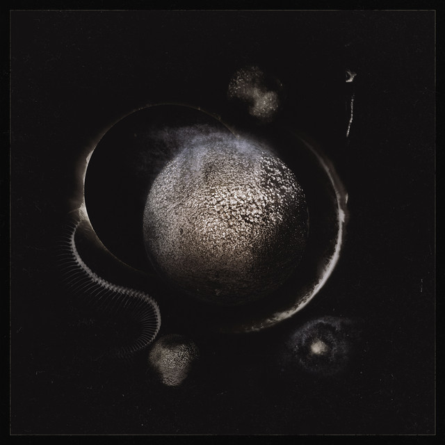 Cold Black Suns album cover
