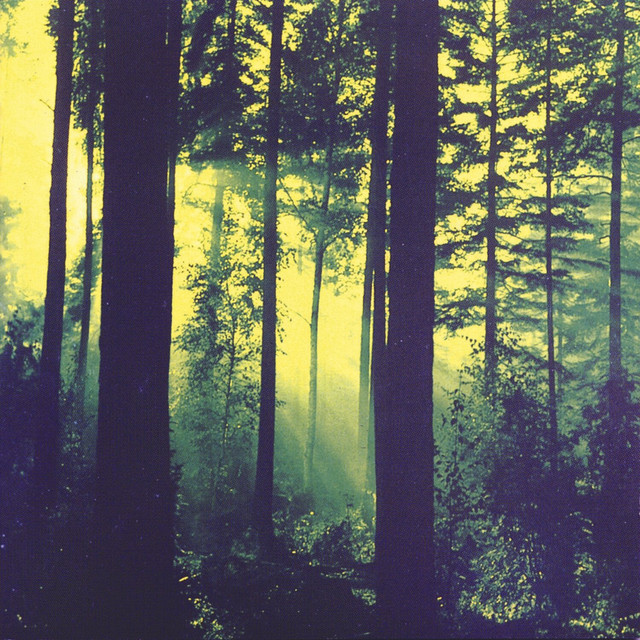 Forests of Witchery album cover