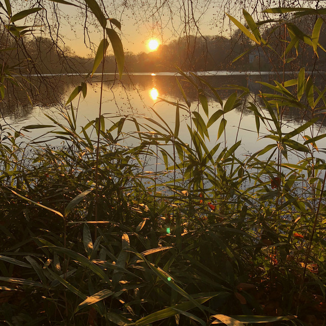 Photosynthesis album cover