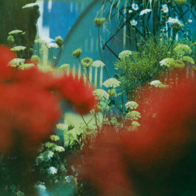 The Haze album cover