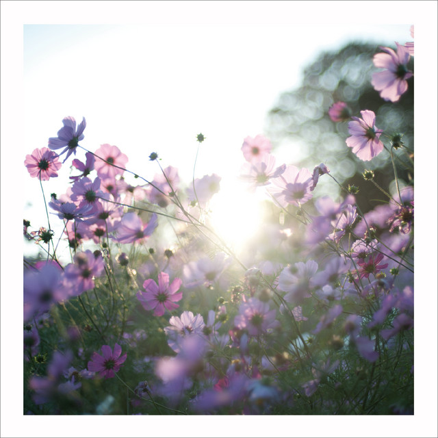 Evergreen album cover