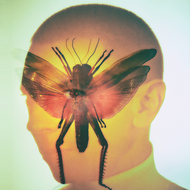 Rhizome album cover