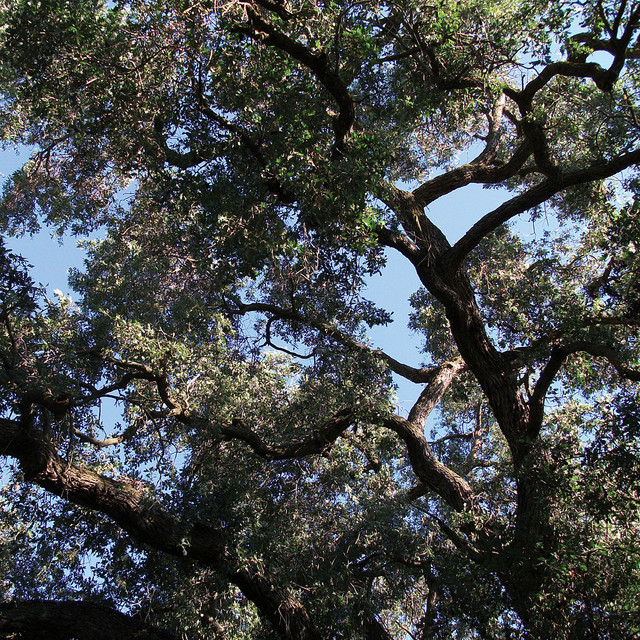Trees album cover
