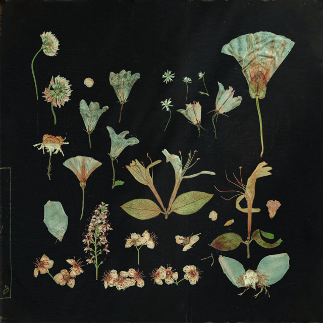 when the quiet comes album cover