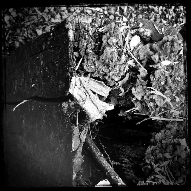 streams of consciousness 152401 album cover