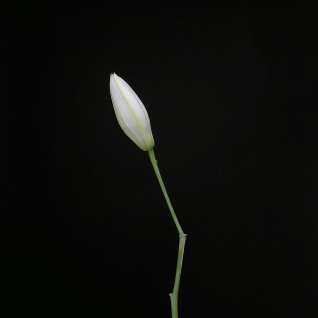 Rocket Science – Snake album cover