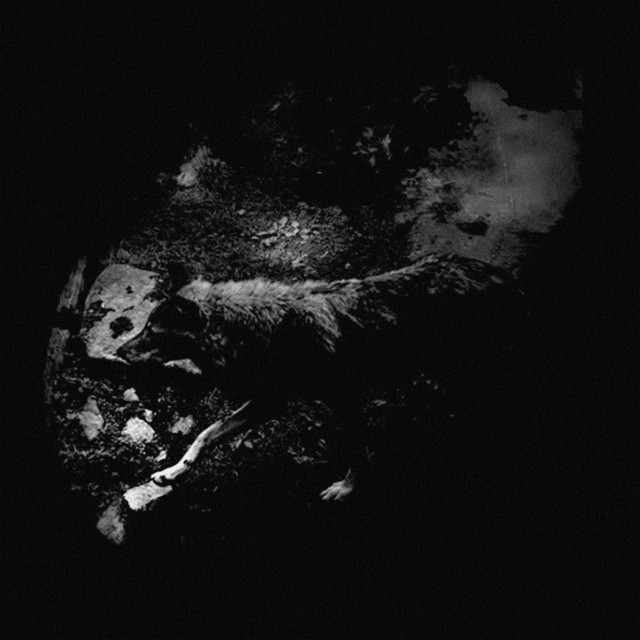 The Womb of Primordial Nature album cover