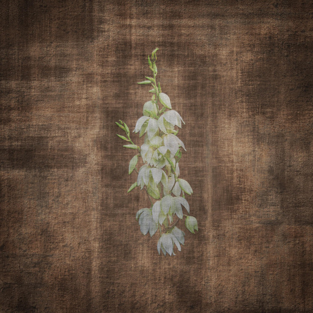 Terra Incognita: Live from the Ojito Wilderness album cover