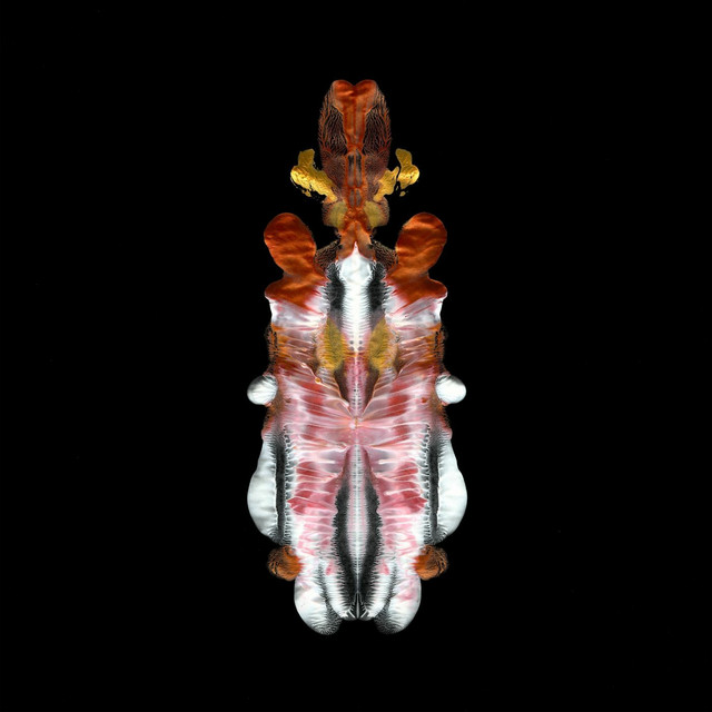 The Will to Burn album cover