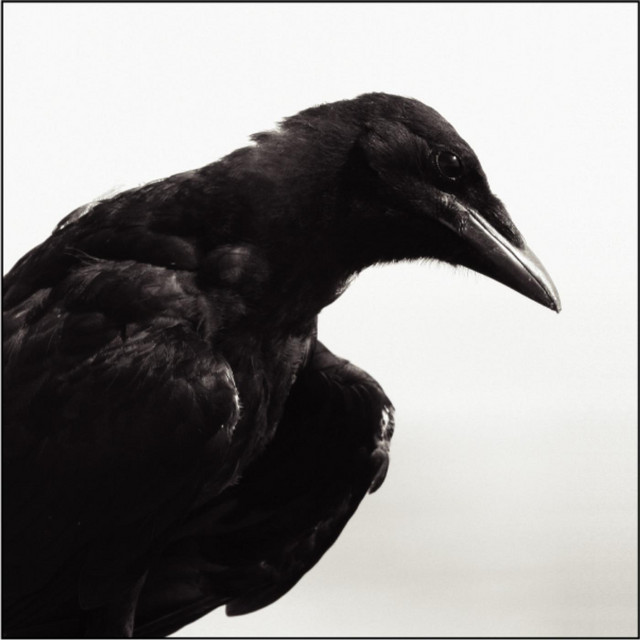 Dead Circle album cover