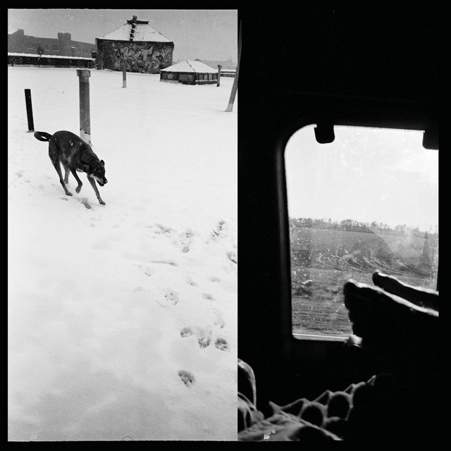 We Are Lonely Animals album cover