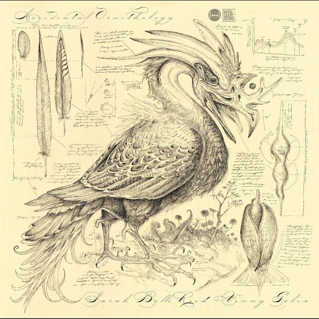 Accidental Ornithology album cover