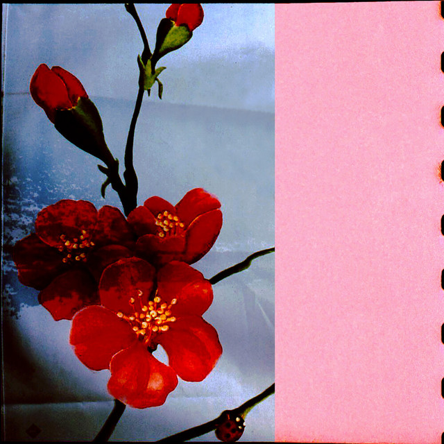 When they align just so, memories of another life bleed into my own album cover