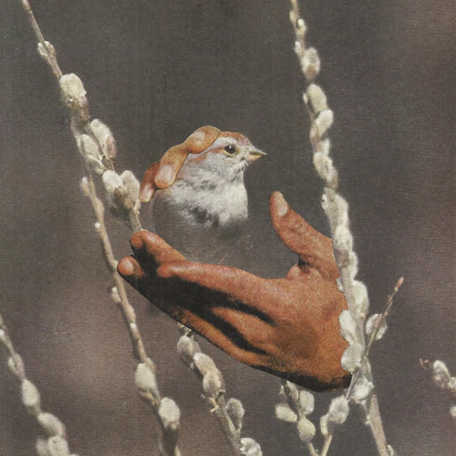 Sparrow's Tongue album cover