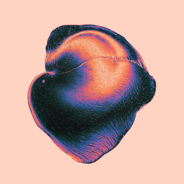 Pax Aurora album cover