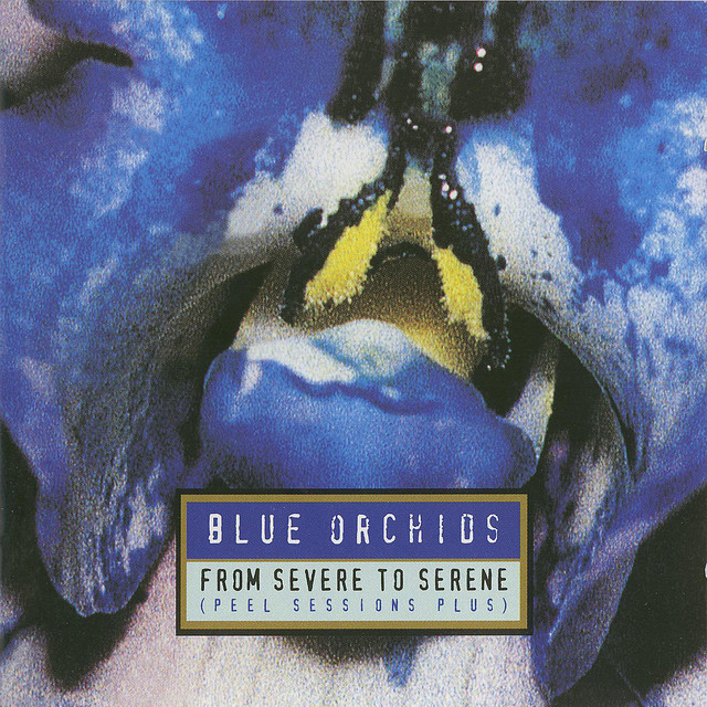 From Severe To Serene album cover