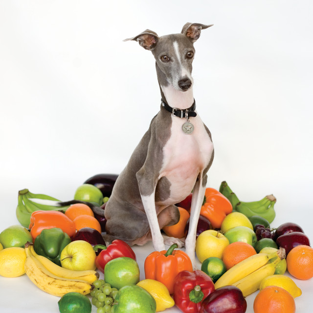 Excellent Italian Greyhound album cover