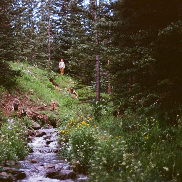 Forest Standards Vol. 3 album cover