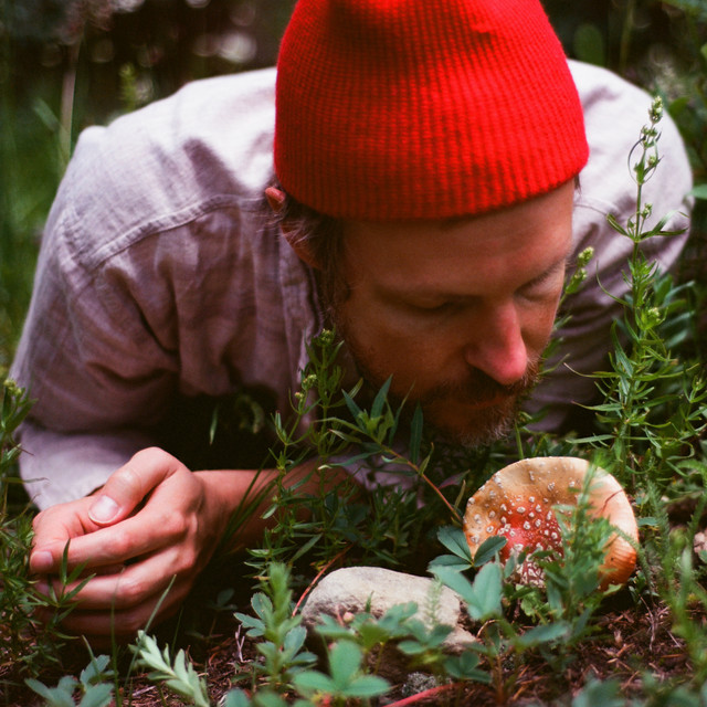 Forest Standards Vol. 4 album cover