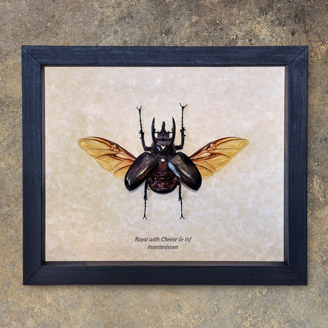 Insectenleven album cover