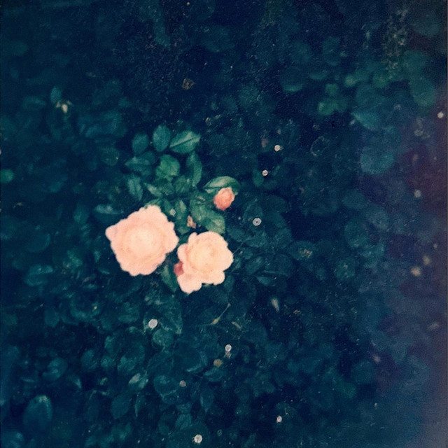 PETAL STEEL album cover